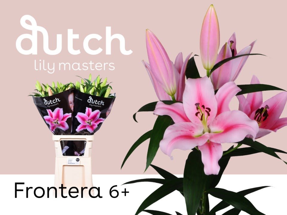 Срезанные цветы оптом Lilium or frontera от 20шт. из Голландии с доставкой по России