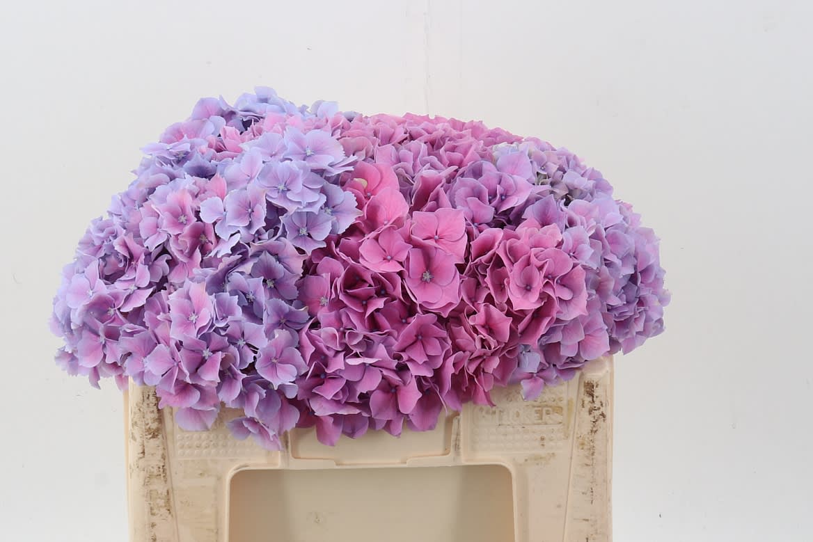 Срезанные цветы оптом Hydrangea cassanova от 10шт из Голландии с доставкой по России