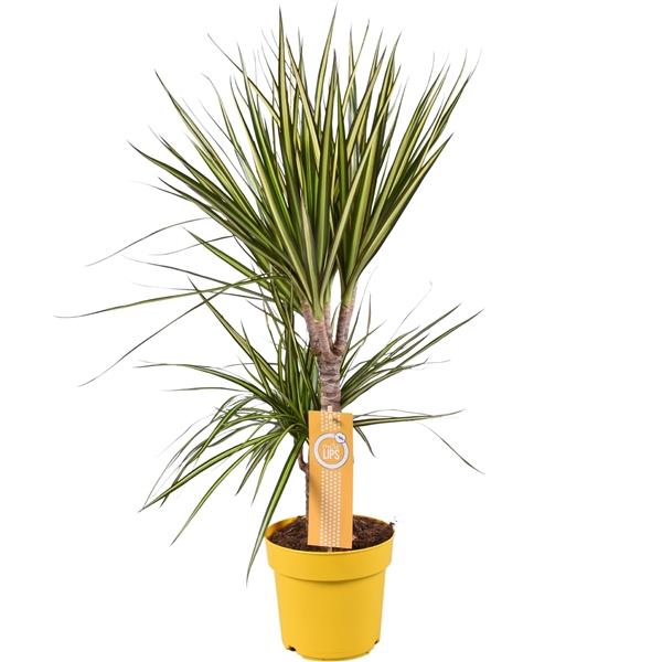 Горшечные цветы и растения оптом Drac Sunray 30-15 Morelips от 1шт из Голландии с доставкой по России