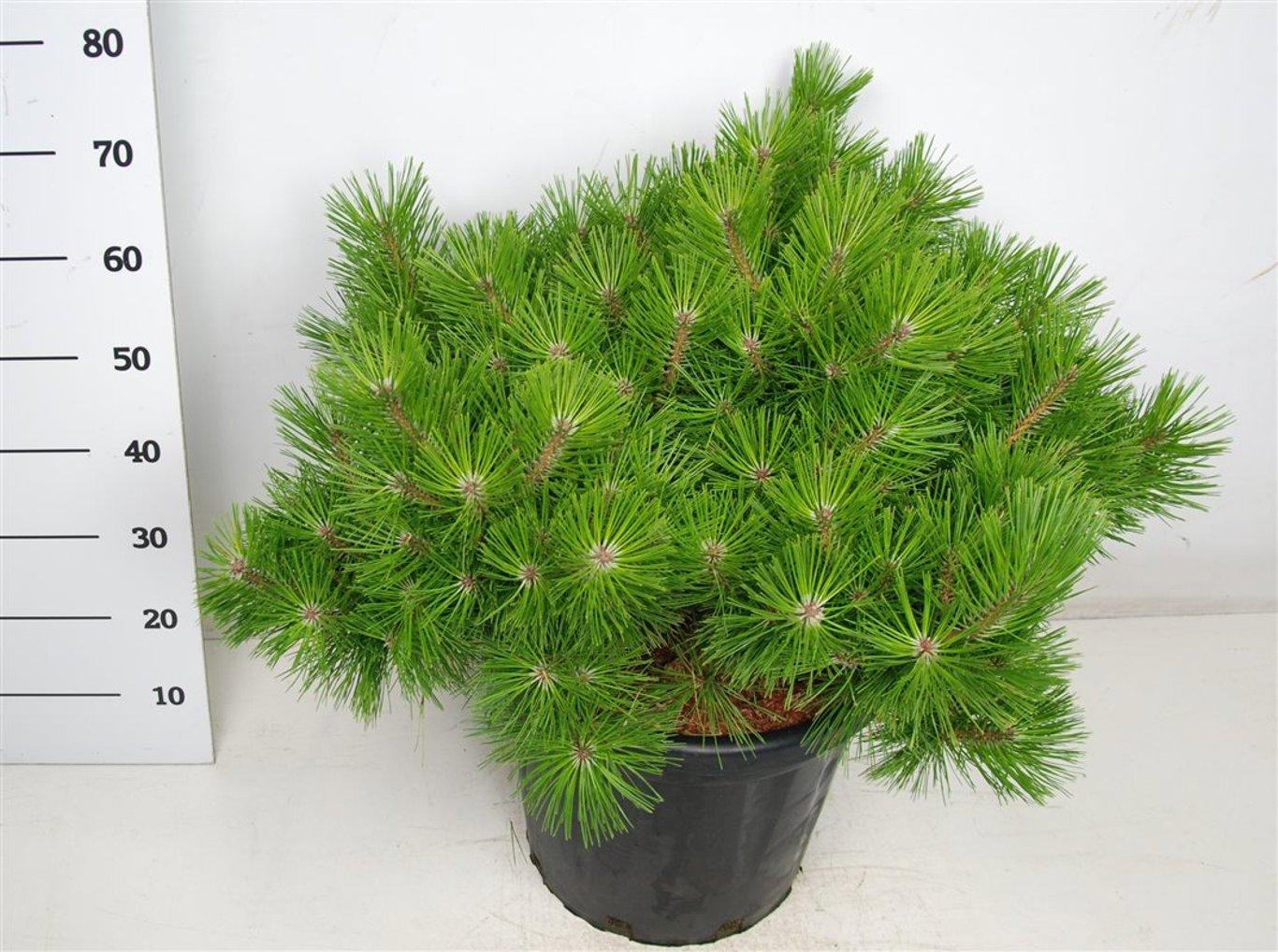 Горшечные цветы и растения оптом Pinus Dens Low Glow от 1шт из Голландии с доставкой по России