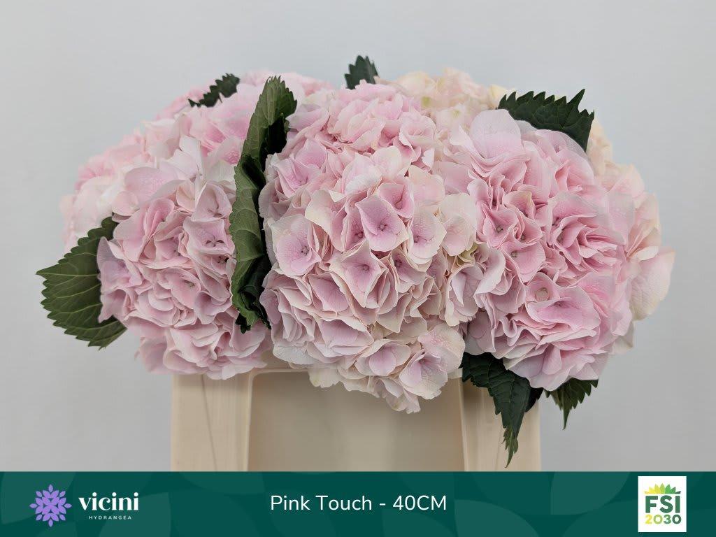 Срезанные цветы оптом Hydrangea my beautiful pink touch от 10шт из Голландии с доставкой по России