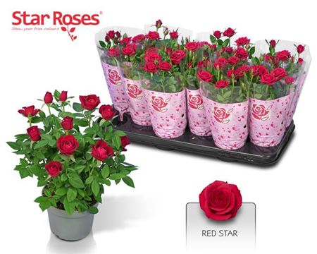 Горшечные цветы и растения оптом Ro Red Star * Spring Deal * от 12шт из Голландии с доставкой по России