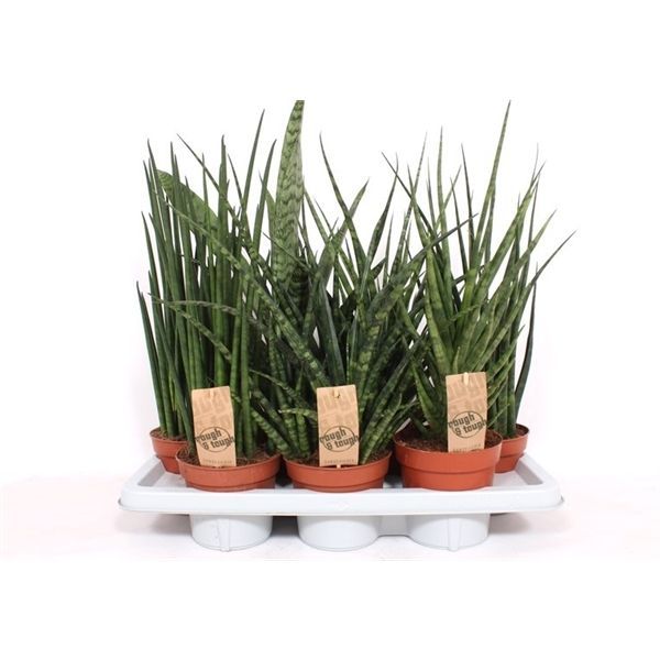 Горшечные цветы и растения оптом Sansevieria Luxe Mix от 4шт из Голландии с доставкой по России