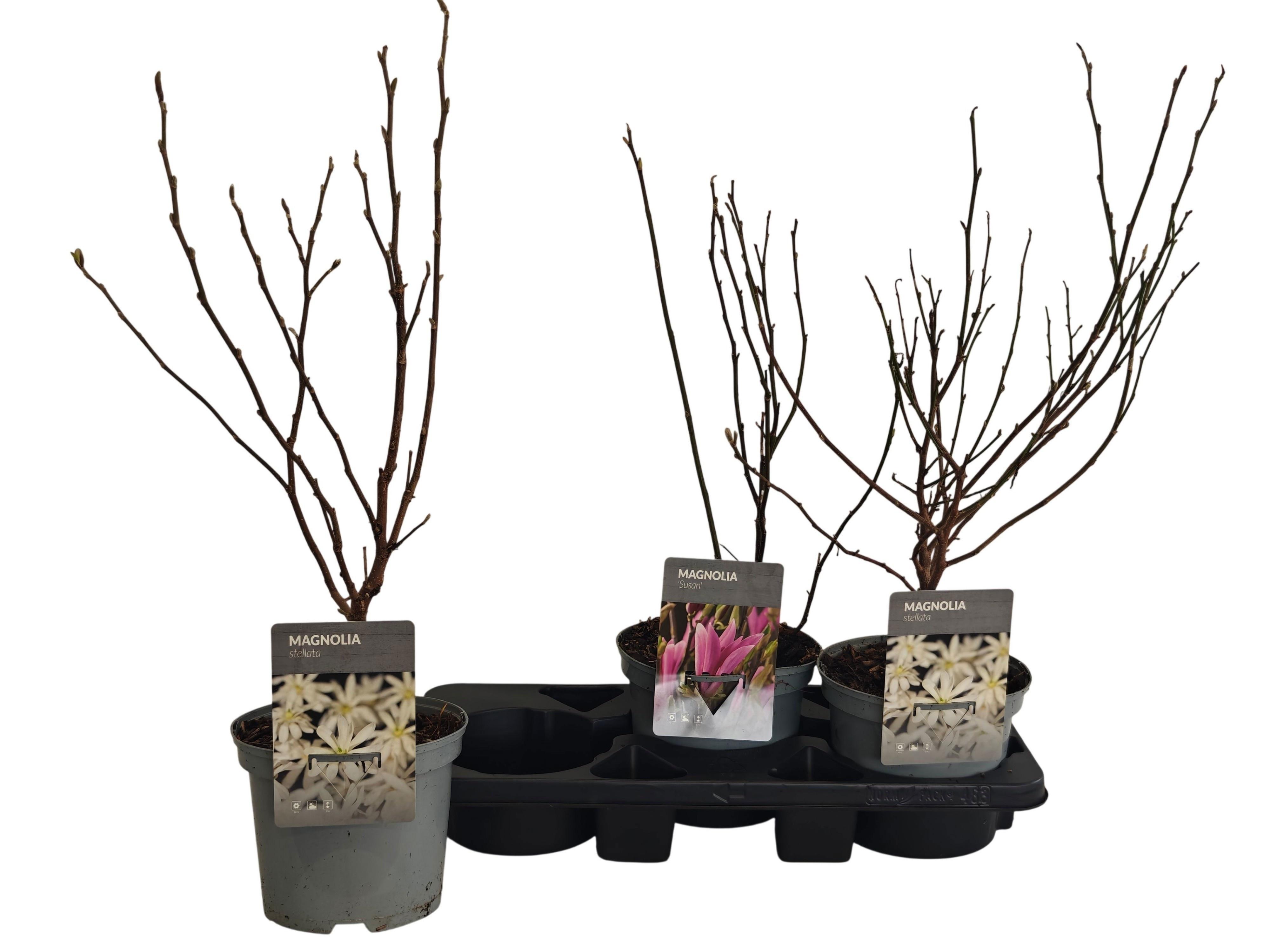 Горшечные цветы и растения оптом Magn Ov от 3шт из Голландии с доставкой по России