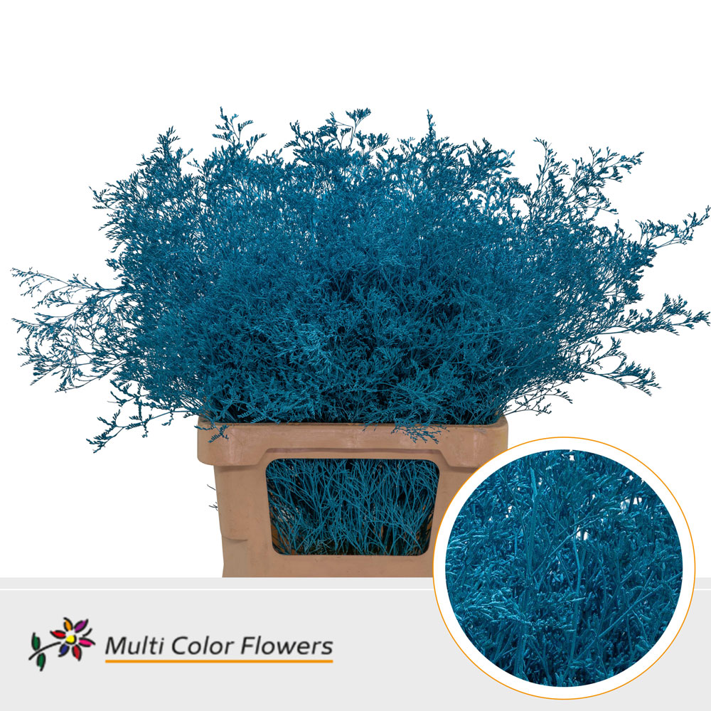 Срезанные цветы оптом Limonium beltlaard paint tuquoise от 25шт из Голландии с доставкой по России