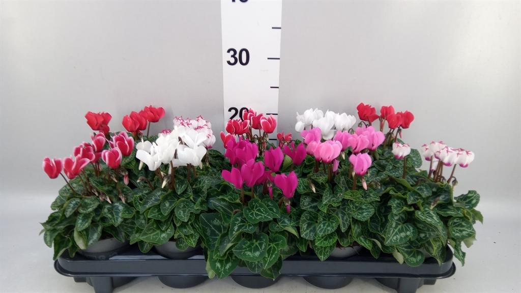 Горшечные цветы и растения оптом Cyclamen Kl verano от 10шт (для телеги) из Голландии с доставкой по России