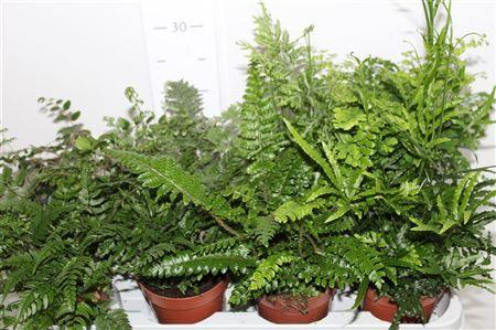 Горшечные цветы и растения оптом Varens Gem от 8шт из Голландии с доставкой по России