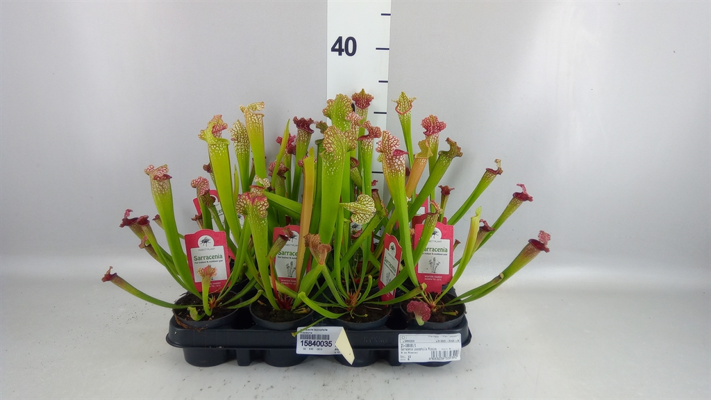 Горшечные цветы и растения оптом Sarracenia Leucophylla от 12шт (для телеги) из Голландии с доставкой по России