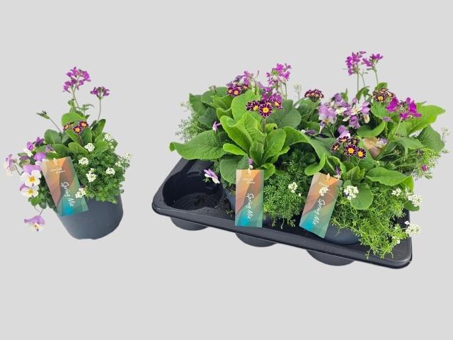 Горшечные цветы и растения оптом Perkpl Toef 4 Kl от 6шт из Голландии с доставкой по России