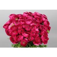 Срезанные цветы оптом Ranunculus clooney cerise от 50шт из Голландии с доставкой по России