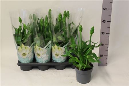 Горшечные цветы и растения оптом Ornithogalum Thyrsoi 2-3+++ от 7шт из Голландии с доставкой по России