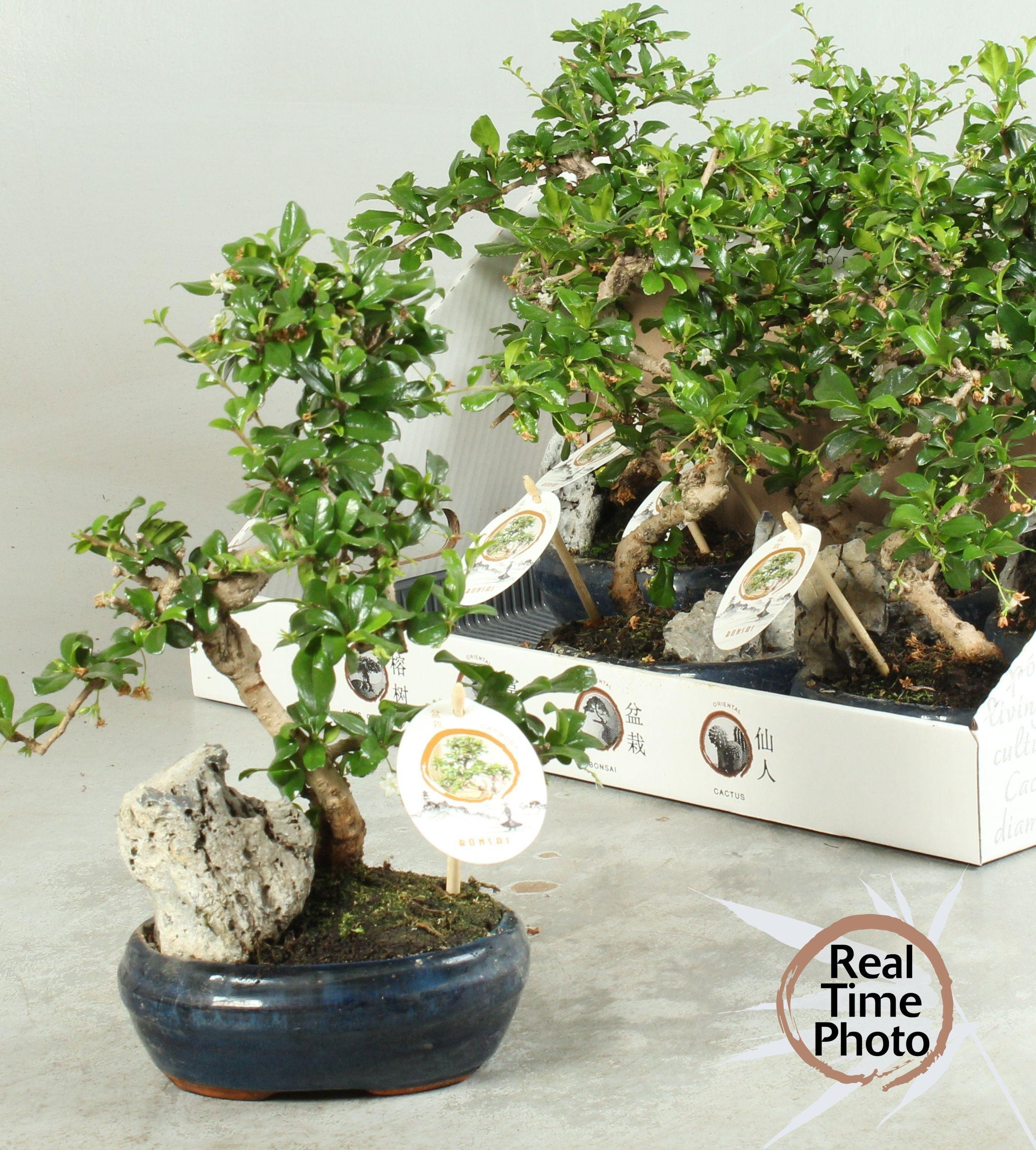 Горшечные цветы и растения оптом Bonsai Gem от 6шт из Голландии с доставкой по России