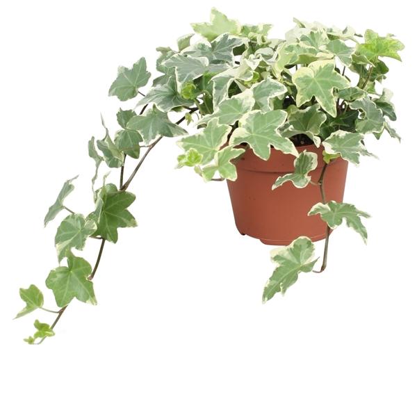 Горшечные цветы и растения оптом Hedera Helix Tonny от 8шт из Голландии с доставкой по России