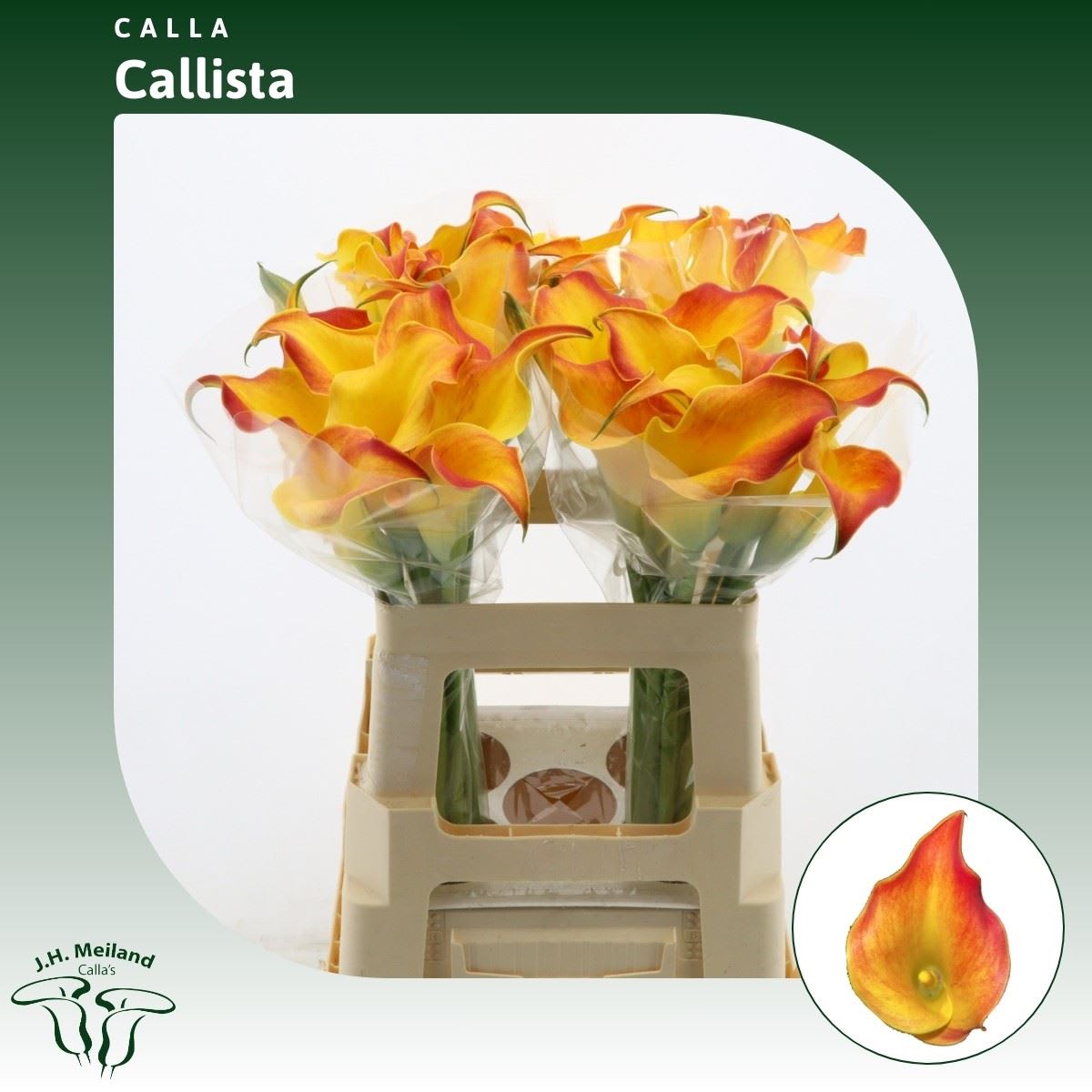 Срезанные цветы оптом Zantedeschia callista от 40шт из Голландии с доставкой по России