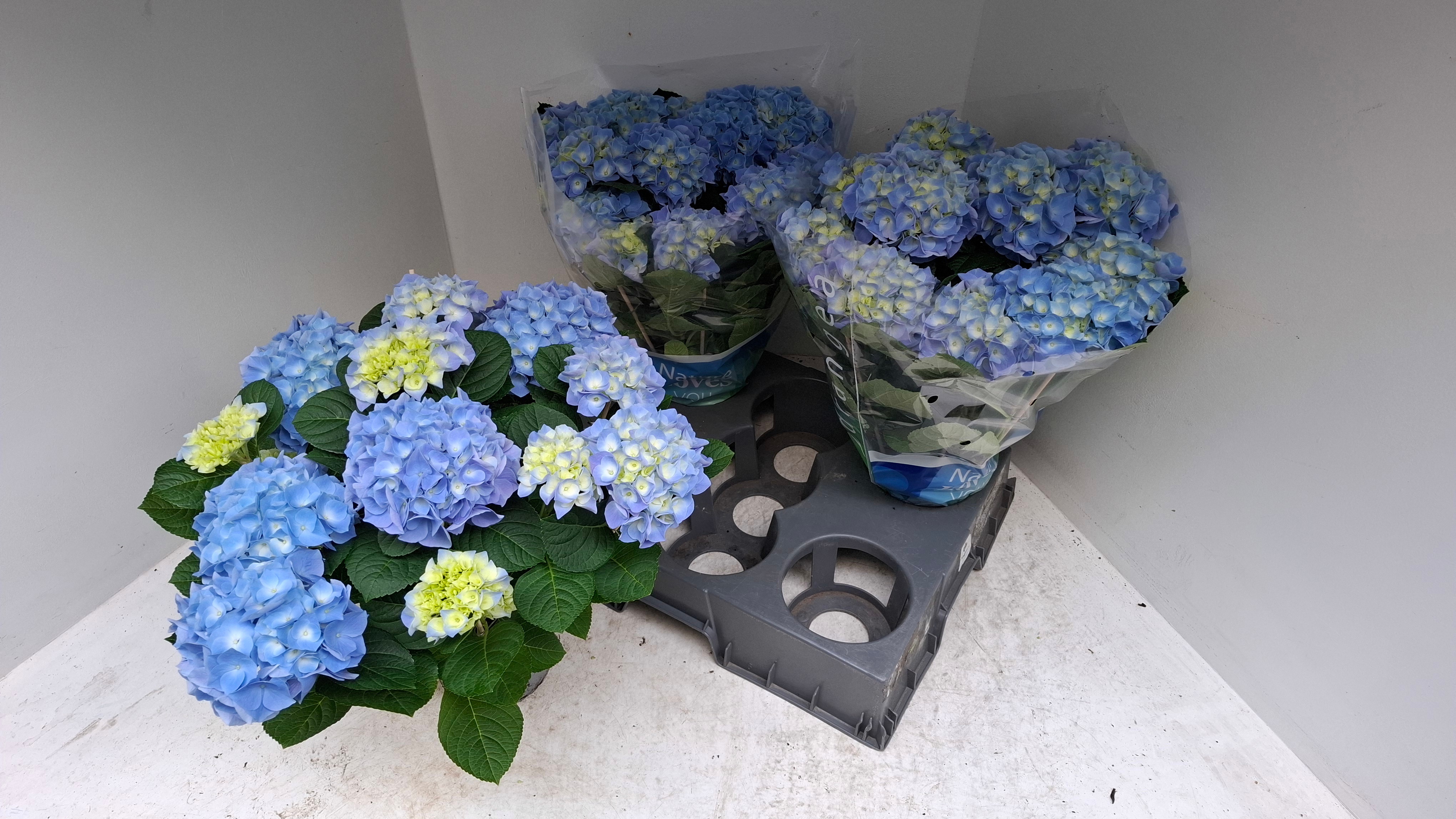 Горшечные цветы и растения оптом Hydr M Blauer Zwerg от 3шт из Голландии с доставкой по России