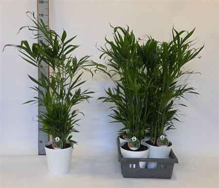 Горшечные цветы и растения оптом Chamaed Cataractarum 25 Pp In Deco Pot от 4шт из Голландии с доставкой по России