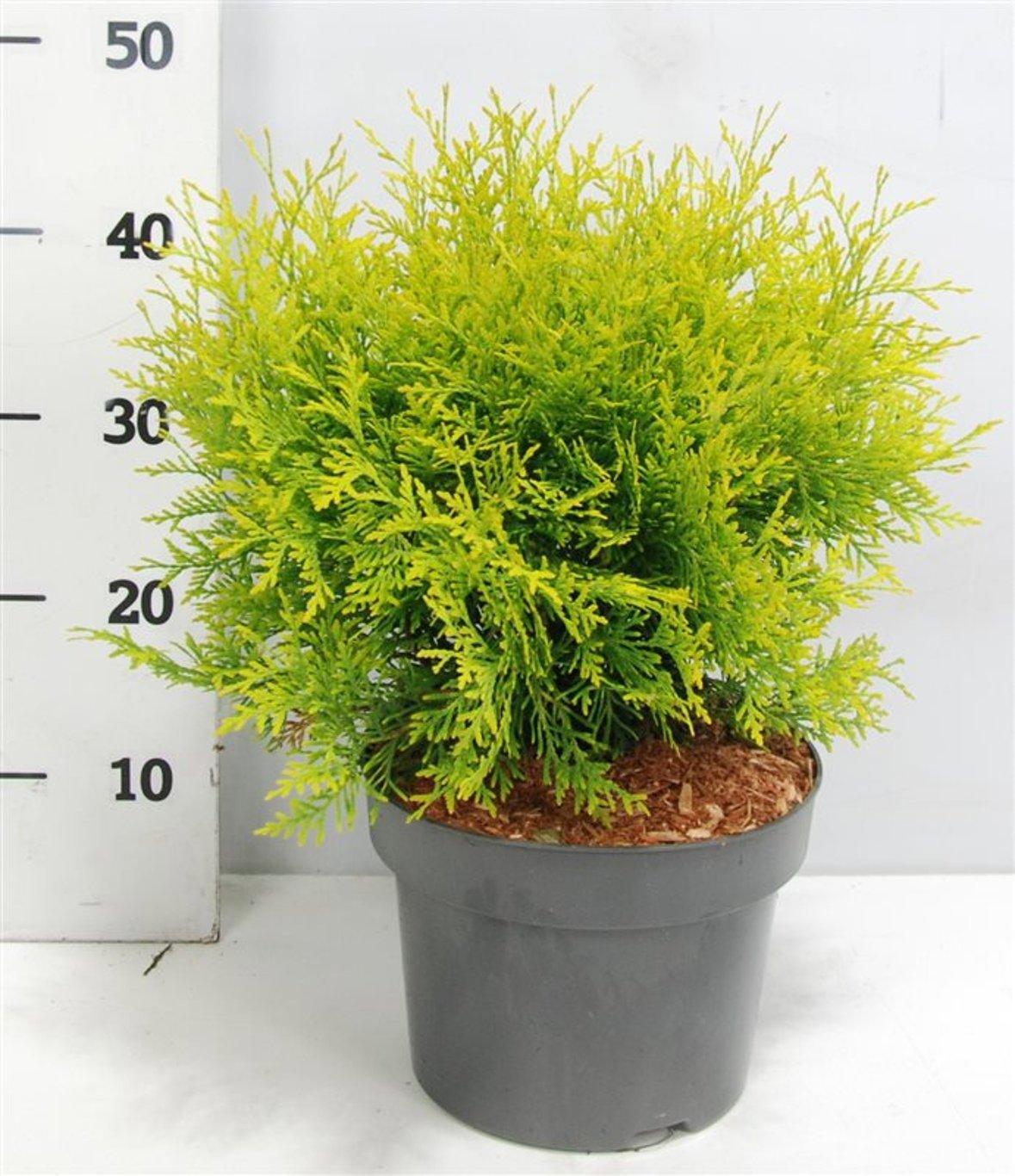 Горшечные цветы и растения оптом Thuja Occ Golden Globe от 1шт из Голландии с доставкой по России