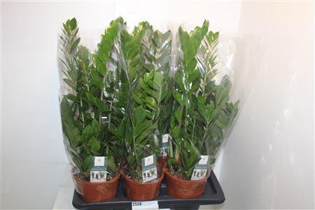 Горшечные цветы и растения оптом Zamio Zamiifolia 5+ от 6шт из Голландии с доставкой по России