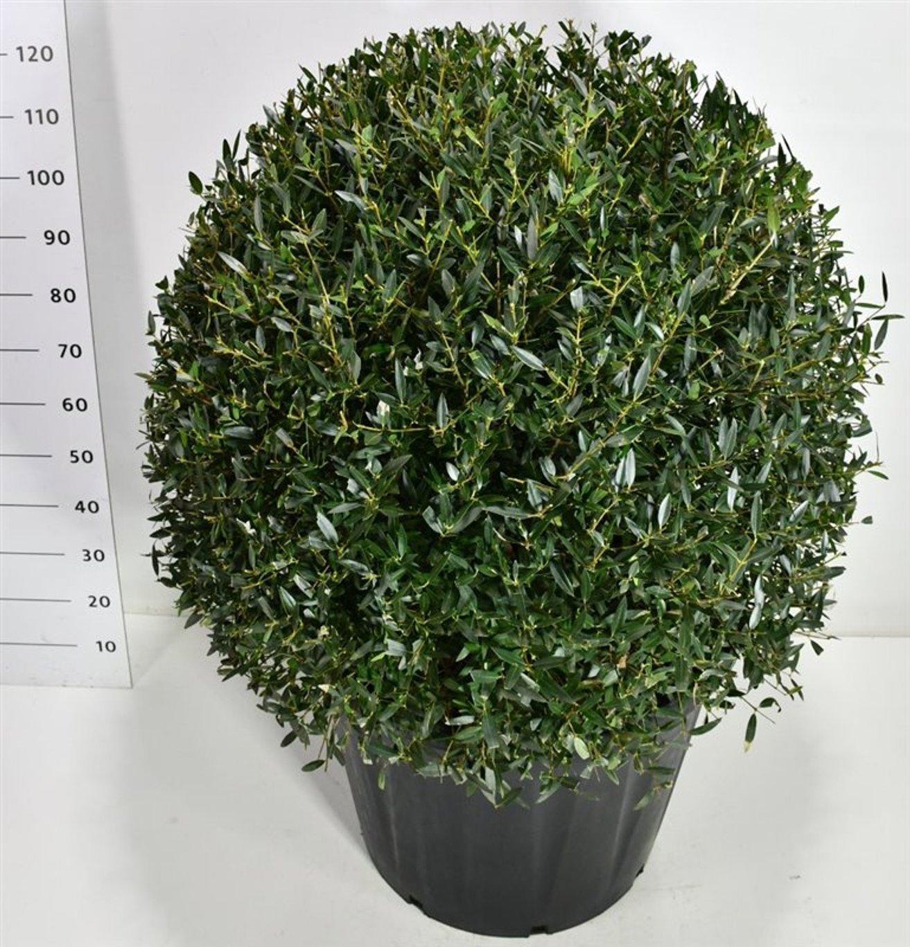 Горшечные цветы и растения оптом Phillyrea Angustifolia от 1шт из Голландии с доставкой по России