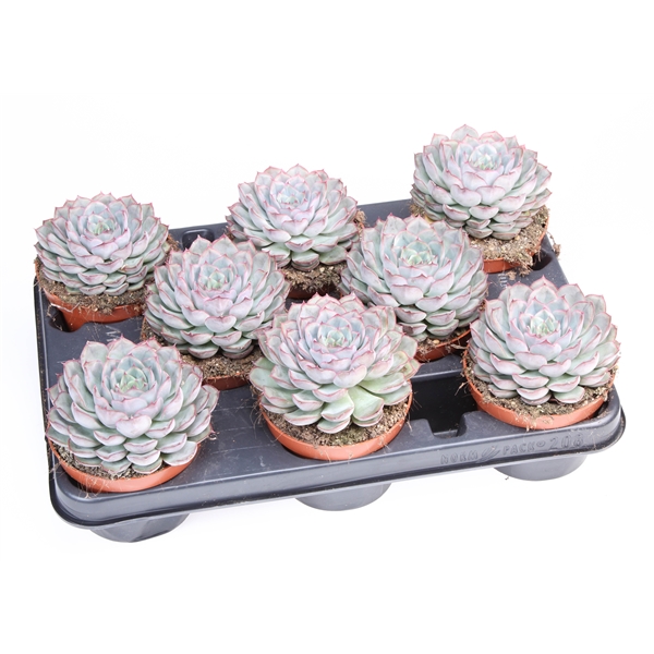 Горшечные цветы и растения оптом Echeveria Mystery от 8шт из Голландии с доставкой по России