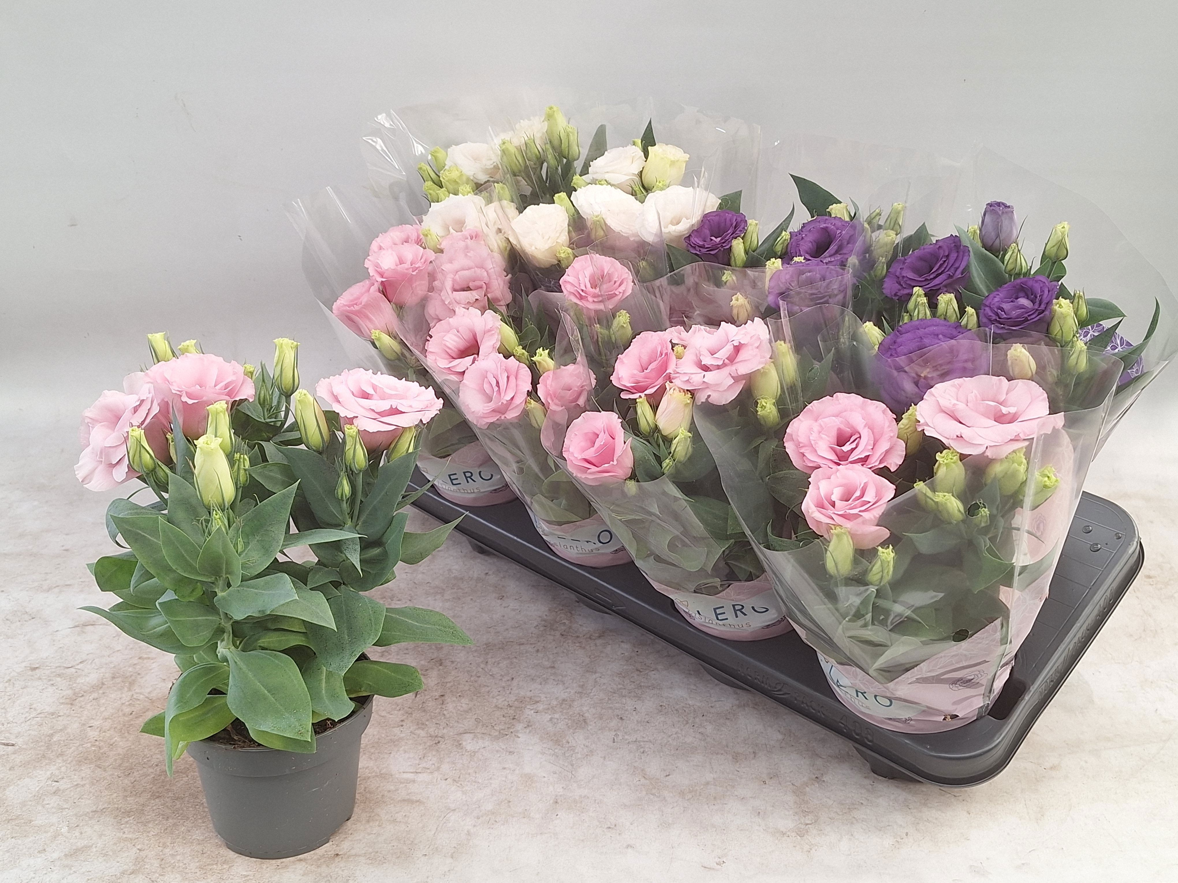 Горшечные цветы и растения оптом Eust Julietta Gem от 8шт из Голландии с доставкой по России