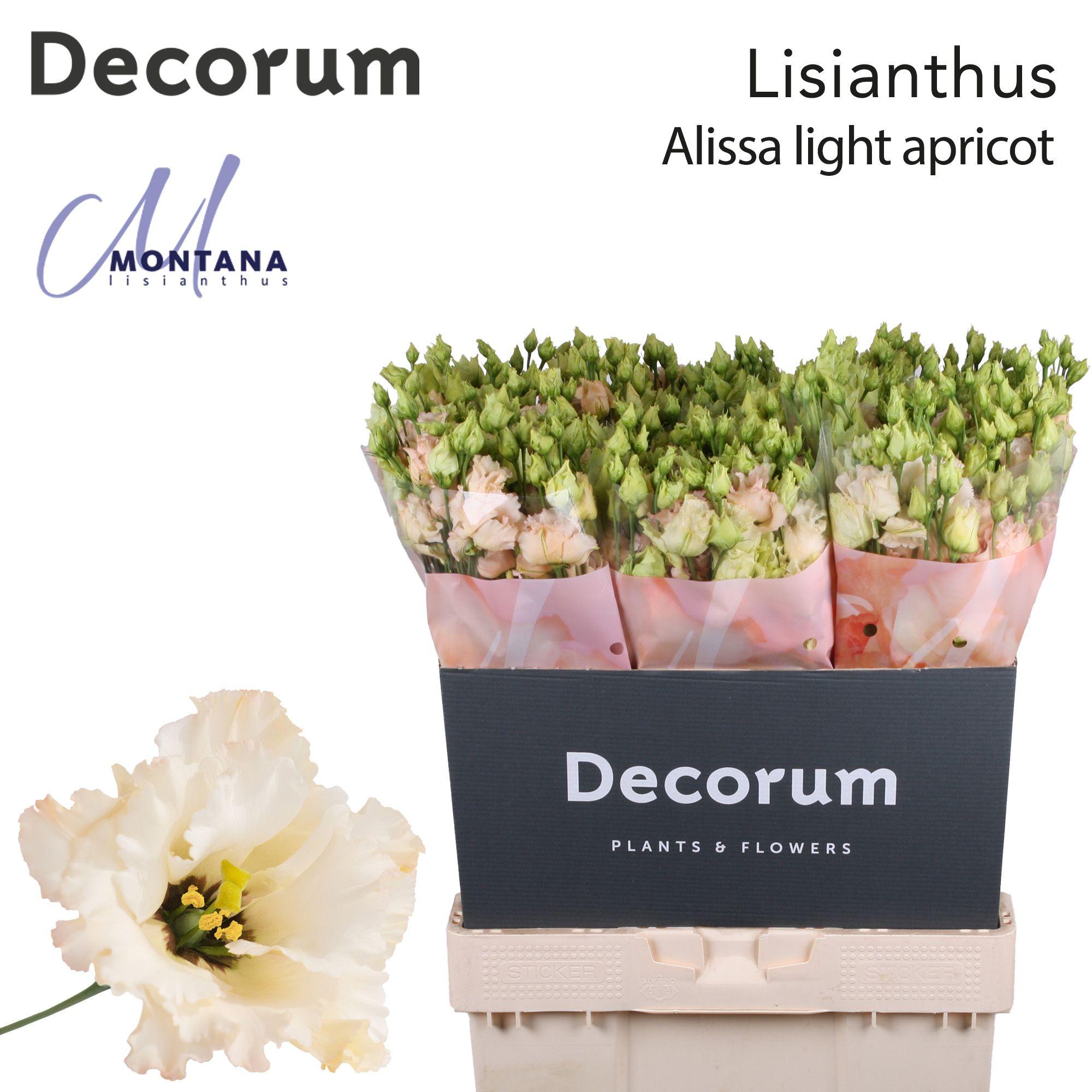 Срезанные цветы оптом Lisianthus do alissa light apricot от 60шт из Голландии с доставкой по России