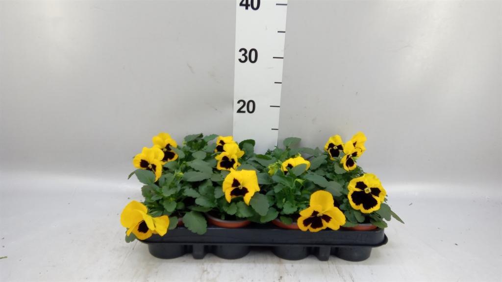 Горшечные цветы и растения оптом Viola Wr. colossus Yellow Blotch от 12шт (для телеги) из Голландии с доставкой по России