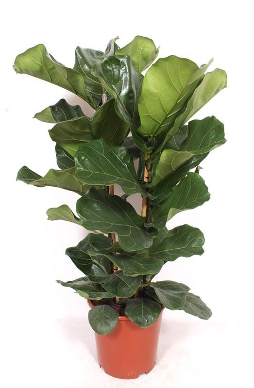 Горшечные цветы и растения оптом Ficus Lyrata 2pp от 1шт из Голландии с доставкой по России