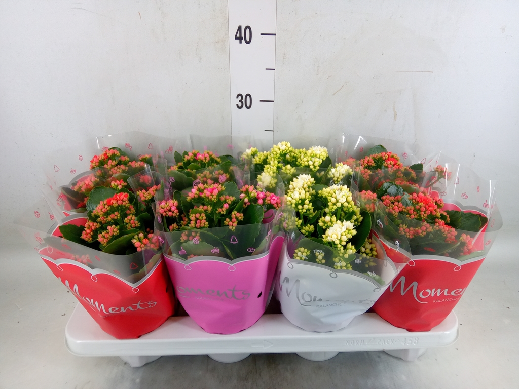 Горшечные цветы и растения оптом Kalanchoe Blos.   ..rosebud Mix  3 от 8шт из Голландии с доставкой по России