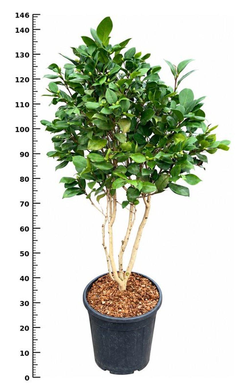 Горшечные цветы и растения оптом Carpenteria Californica от 1шт из Голландии с доставкой по России