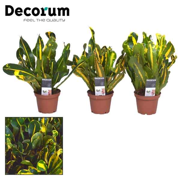 Горшечные цветы и растения оптом Codiaeum Mammi Yellow Head (decorum) от 16шт из Голландии с доставкой по России