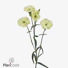 Срезанные цветы оптом Dianthus sp solomio bern от 60шт из Голландии с доставкой по России