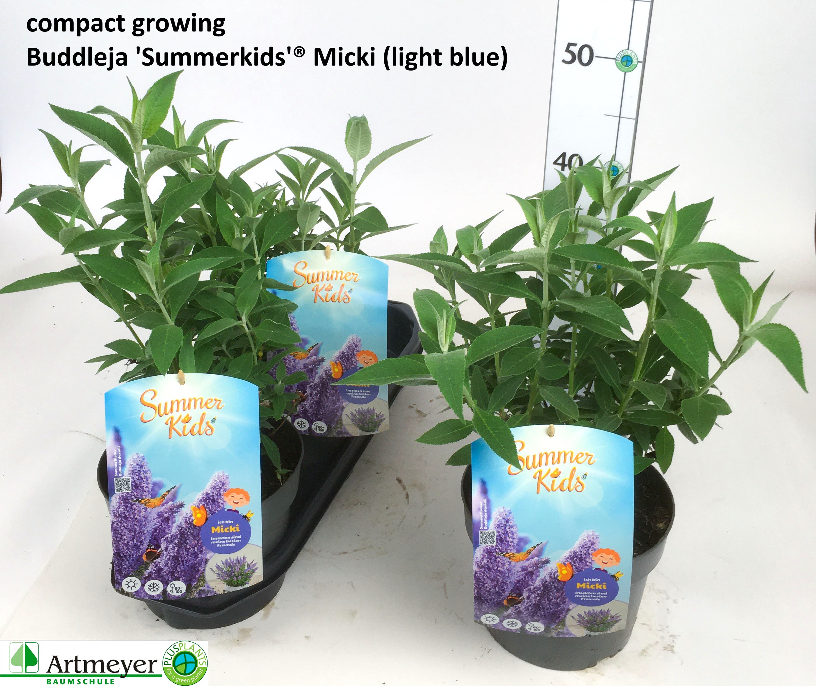 Горшечные цветы и растения оптом Budd Sum Kid Vi Blue от 3шт из Голландии с доставкой по России