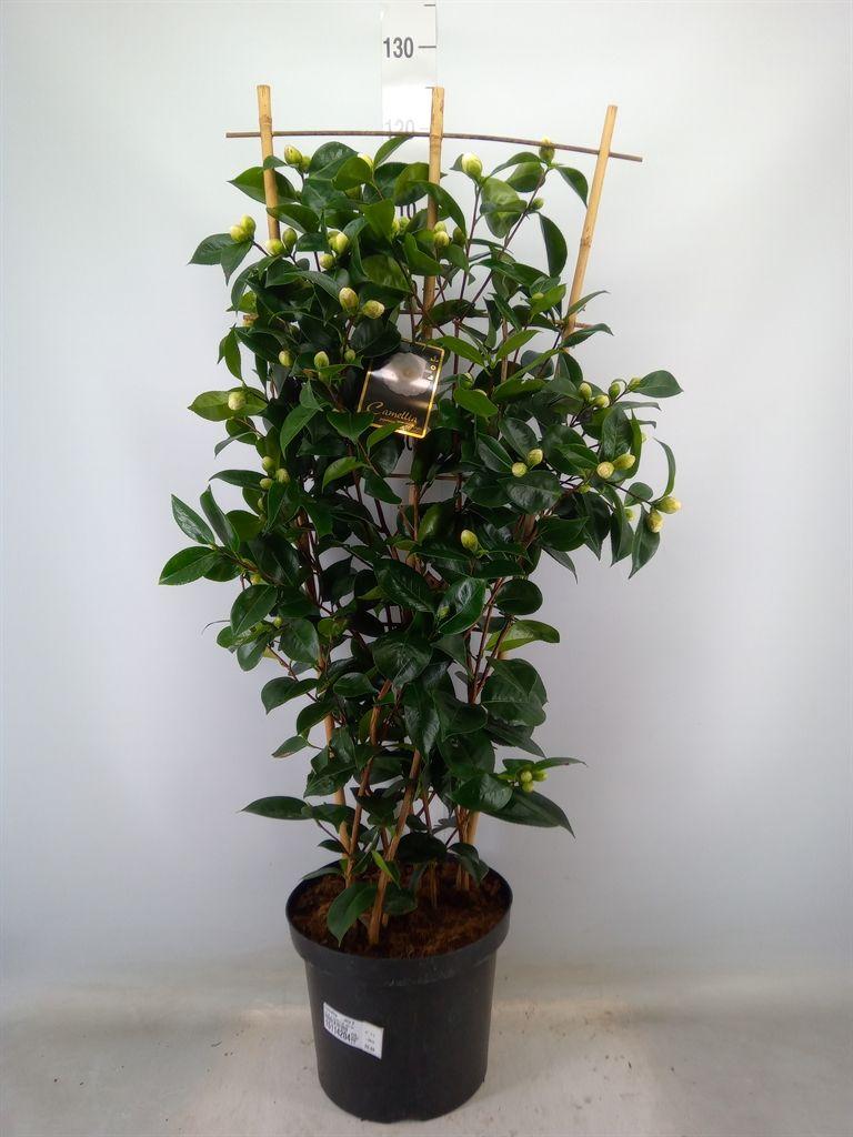 Горшечные цветы и растения оптом Camellia   ...mix 2 от 1шт из Голландии с доставкой по России