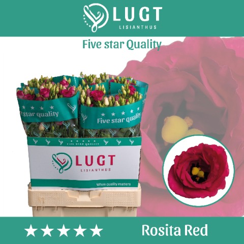 Срезанные цветы оптом Lisianthus do rosita red от 60шт из Голландии с доставкой по России