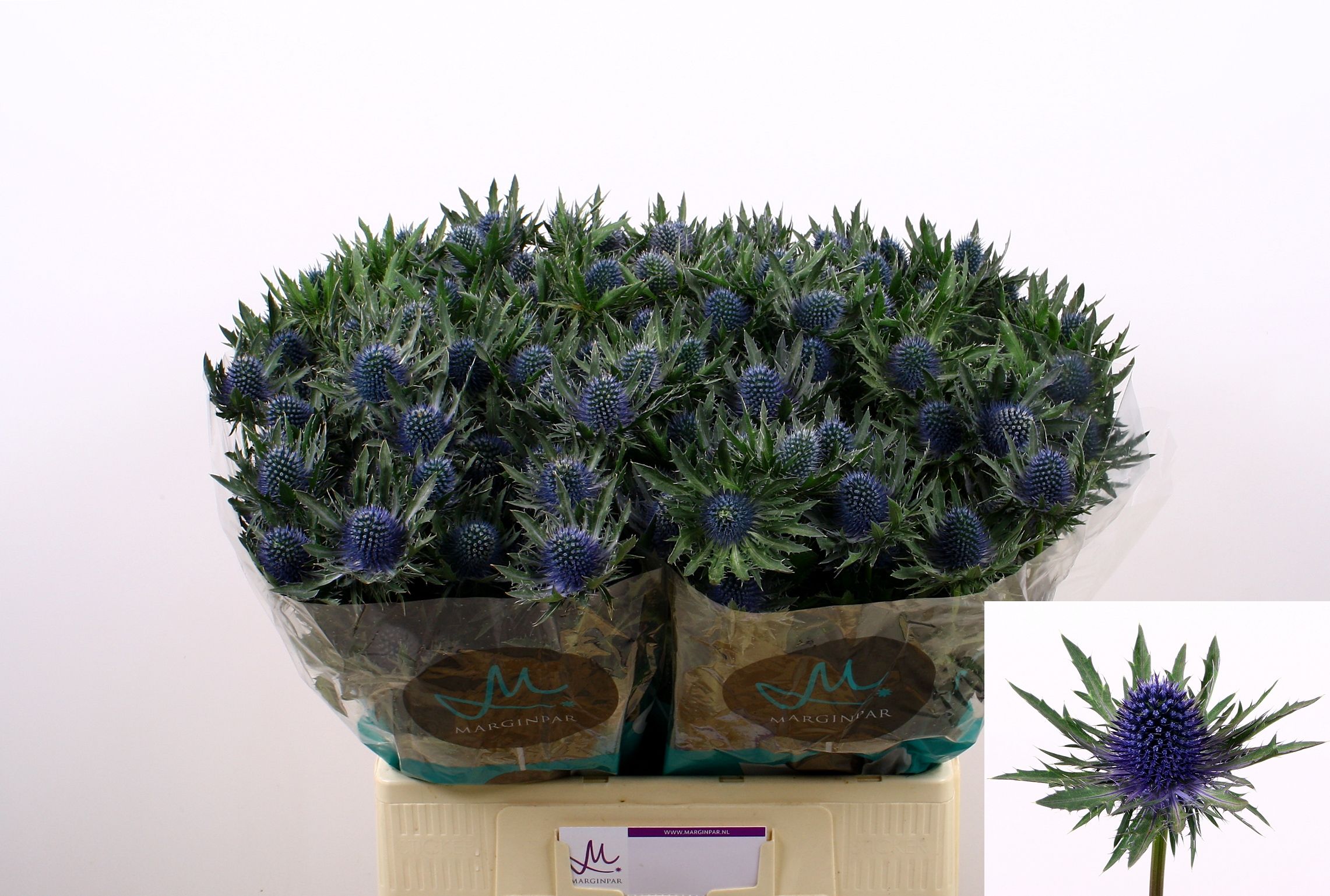 Срезанные цветы оптом Eryngium aquarius от 40шт. из Голландии с доставкой по России