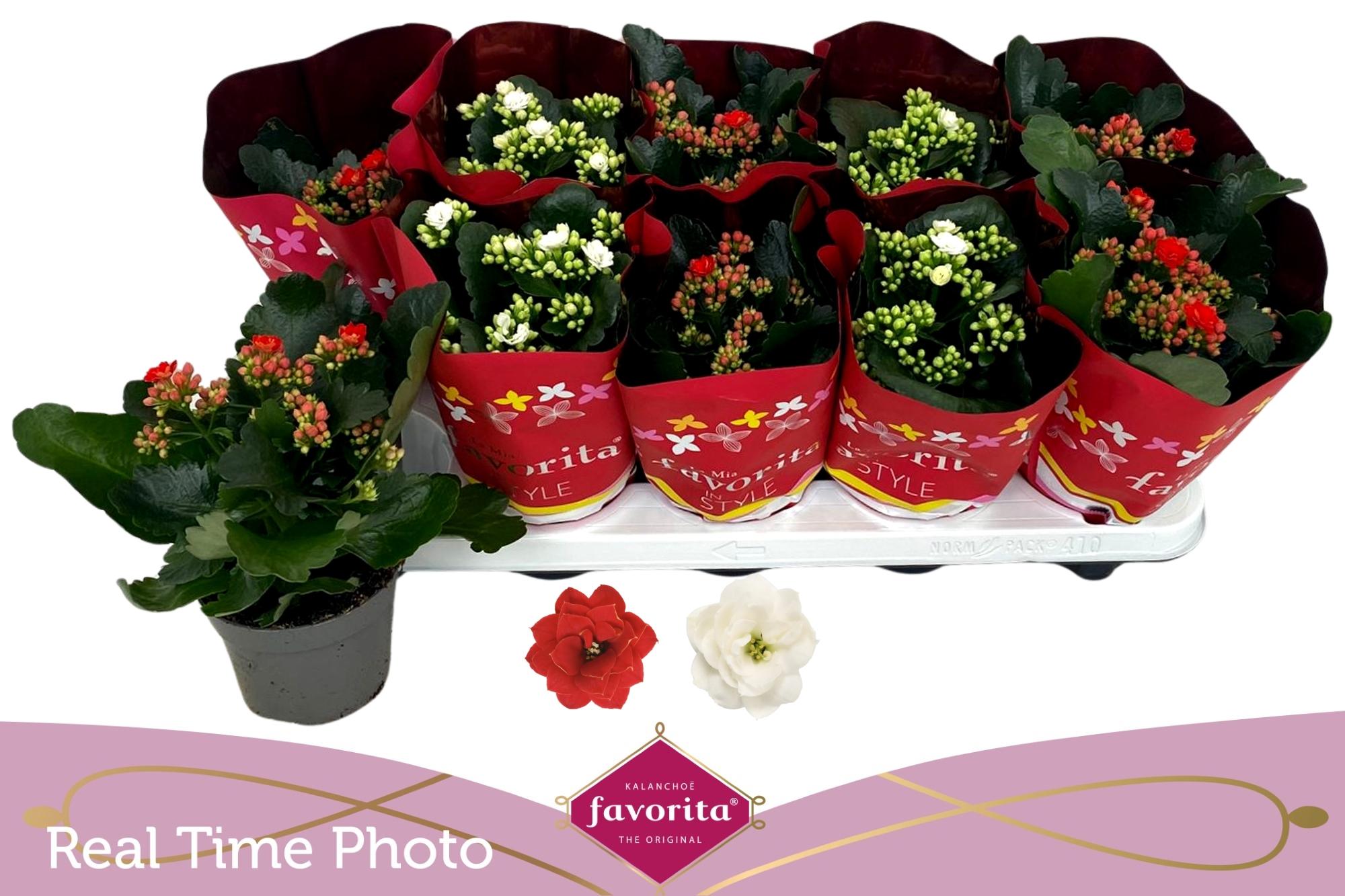 Горшечные цветы и растения оптом Kal Ge Perf Gem 2 Kl от 10шт из Голландии с доставкой по России