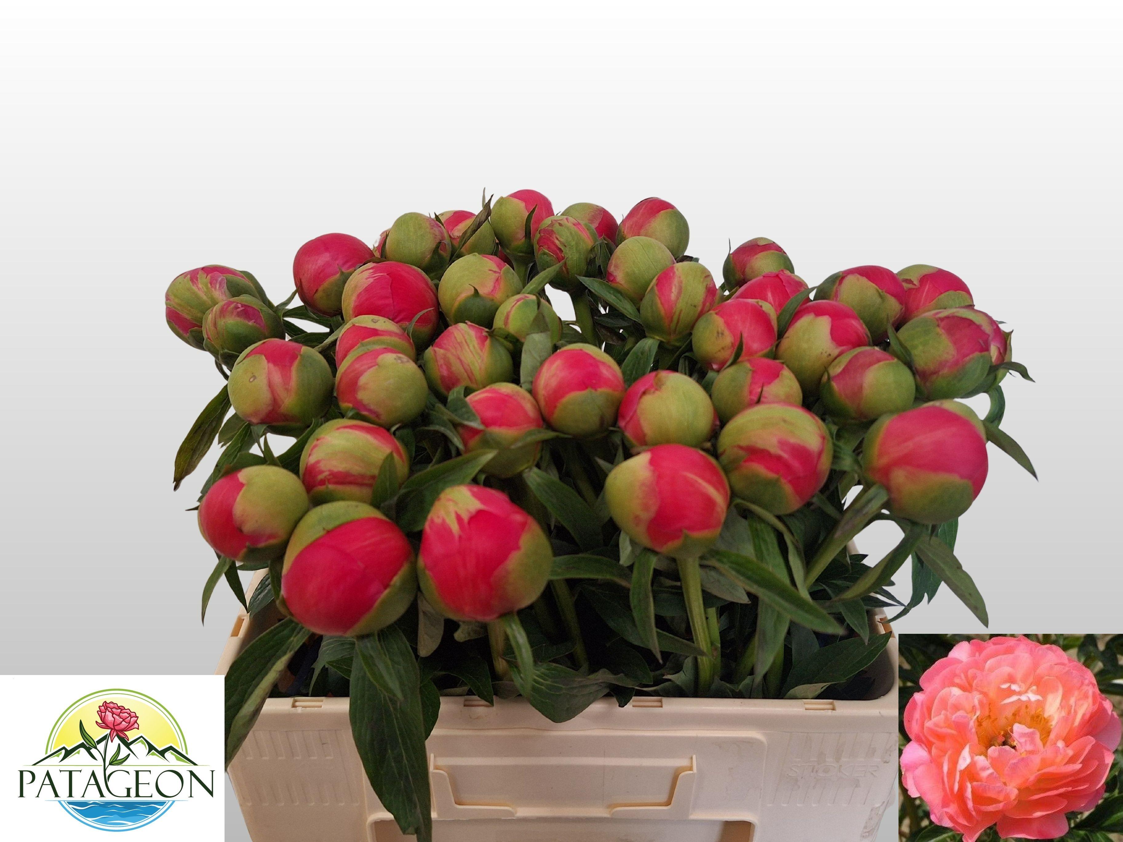 Срезанные цветы оптом Paeonia coral charm от 40шт из Голландии с доставкой по России