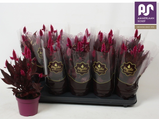 Горшечные цветы и растения оптом Cel Mystic Shades от 10шт из Голландии с доставкой по России