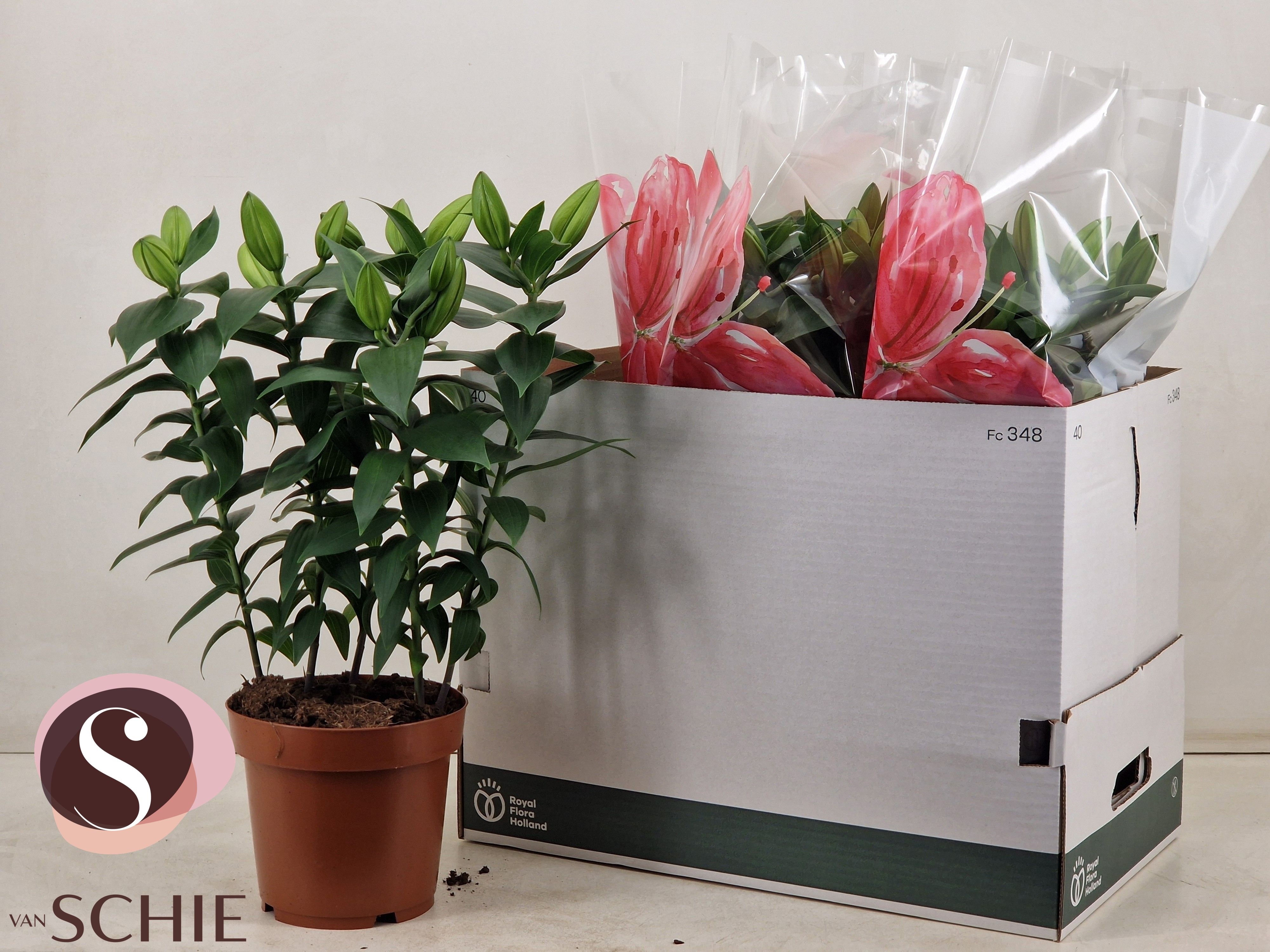 Горшечные цветы и растения оптом Lil Or Reeleeze от 5шт из Голландии с доставкой по России