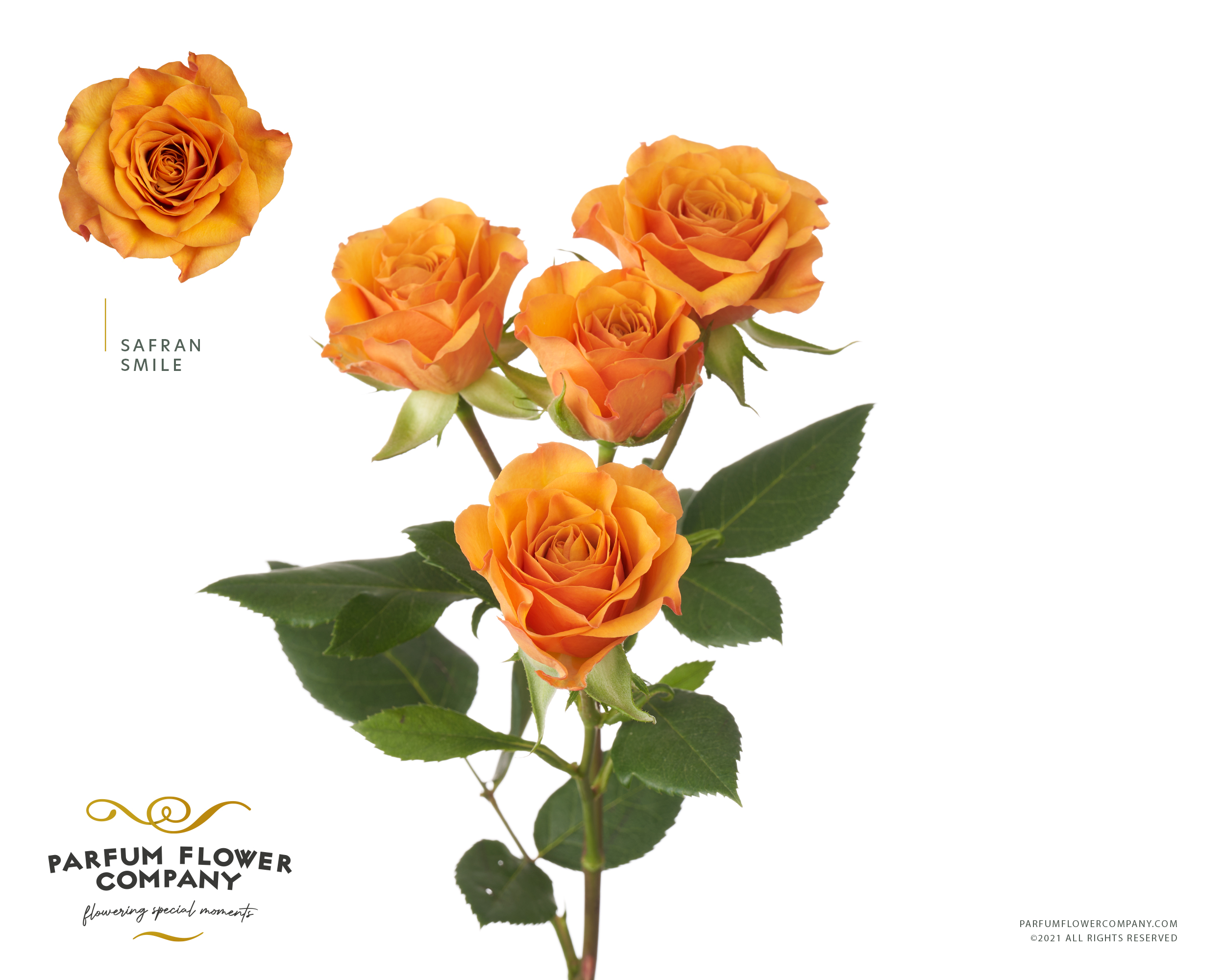 Срезанные цветы оптом Rosa spray garden safron smile от 24шт из Голландии с доставкой по России