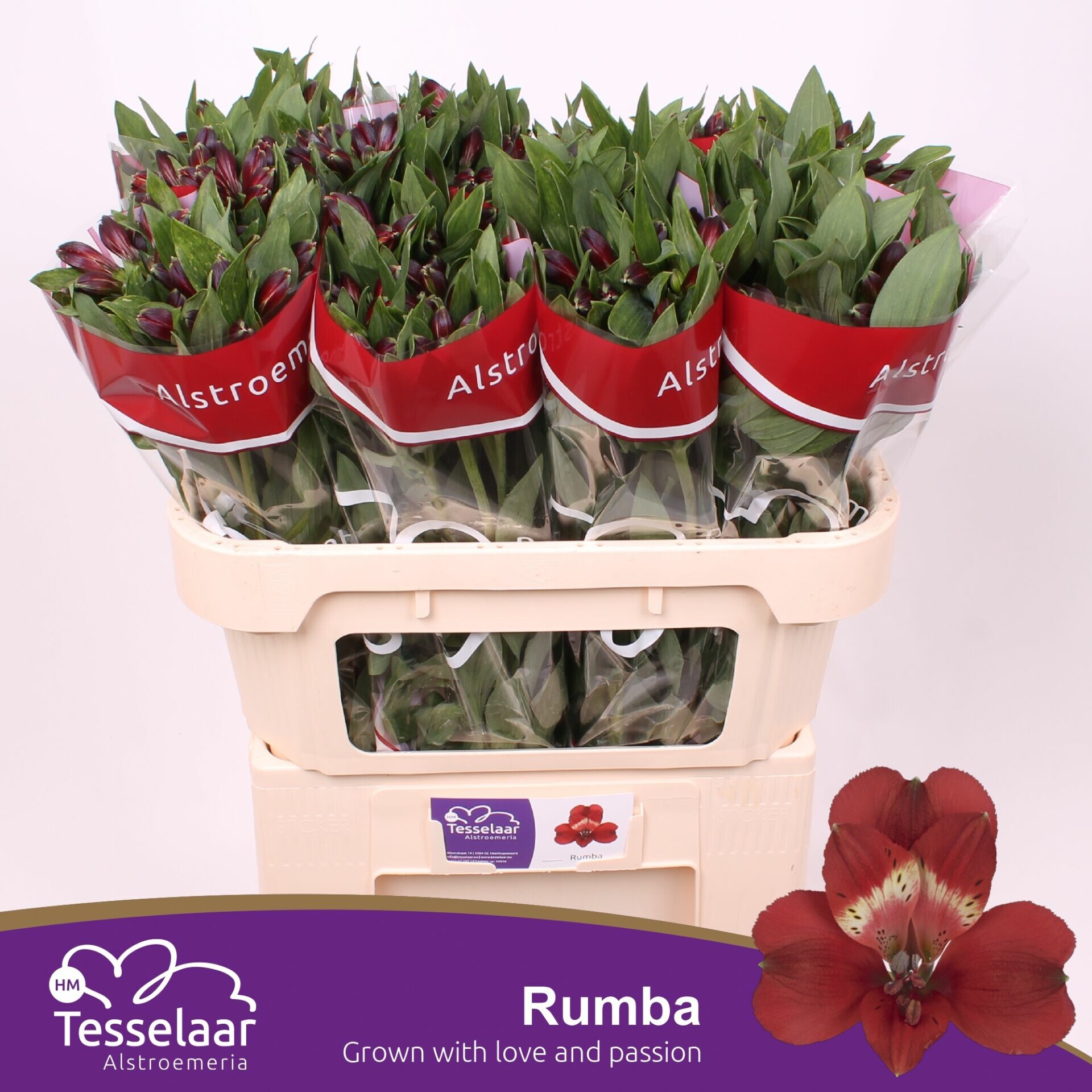 Срезанные цветы оптом Alstroemeria rumba от 60шт из Голландии с доставкой по России