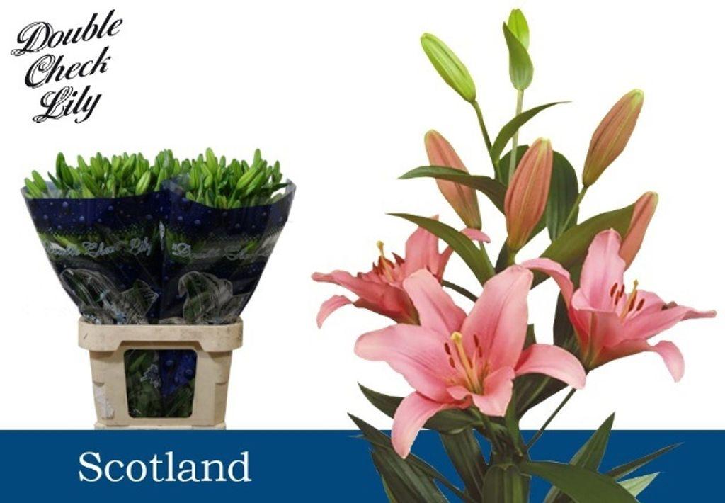 Срезанные цветы оптом Lilium la scotland от 60шт. из Голландии с доставкой по России