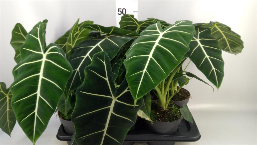 Горшечные цветы и растения оптом Alocasia Micholitziana freydyk от 6шт (для телеги) из Голландии с доставкой по России