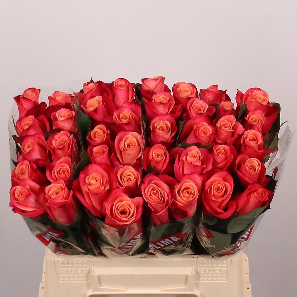 Срезанные цветы оптом Rosa large helene от 40шт из Голландии с доставкой по России