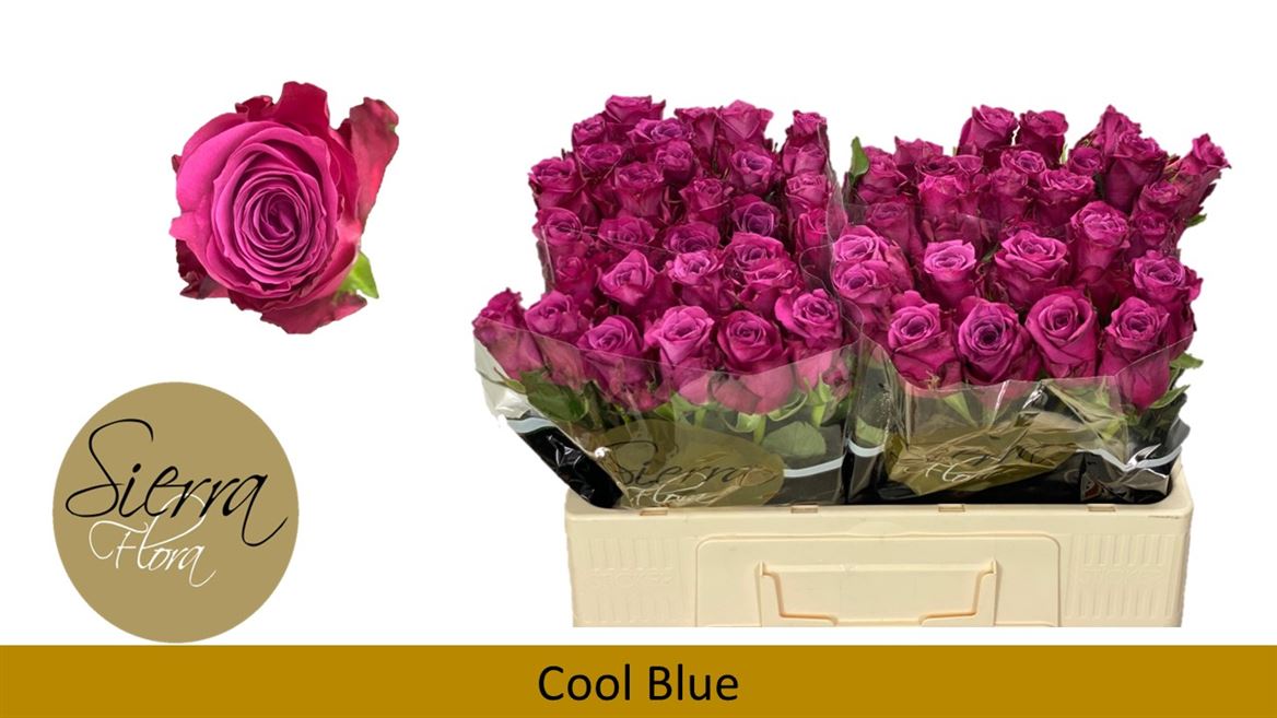 Срезанные цветы оптом Rosa large cool blue от 60шт из Голландии с доставкой по России