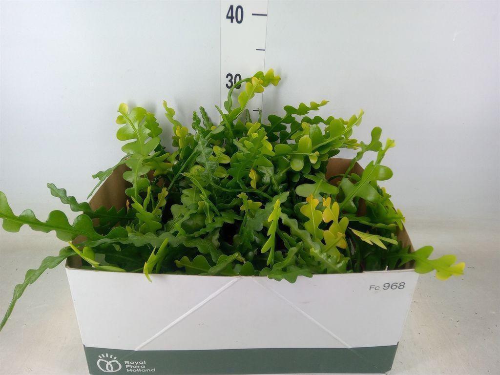 Горшечные цветы и растения оптом Epiphyllum Anguliger от 12шт (для телеги) из Голландии с доставкой по России