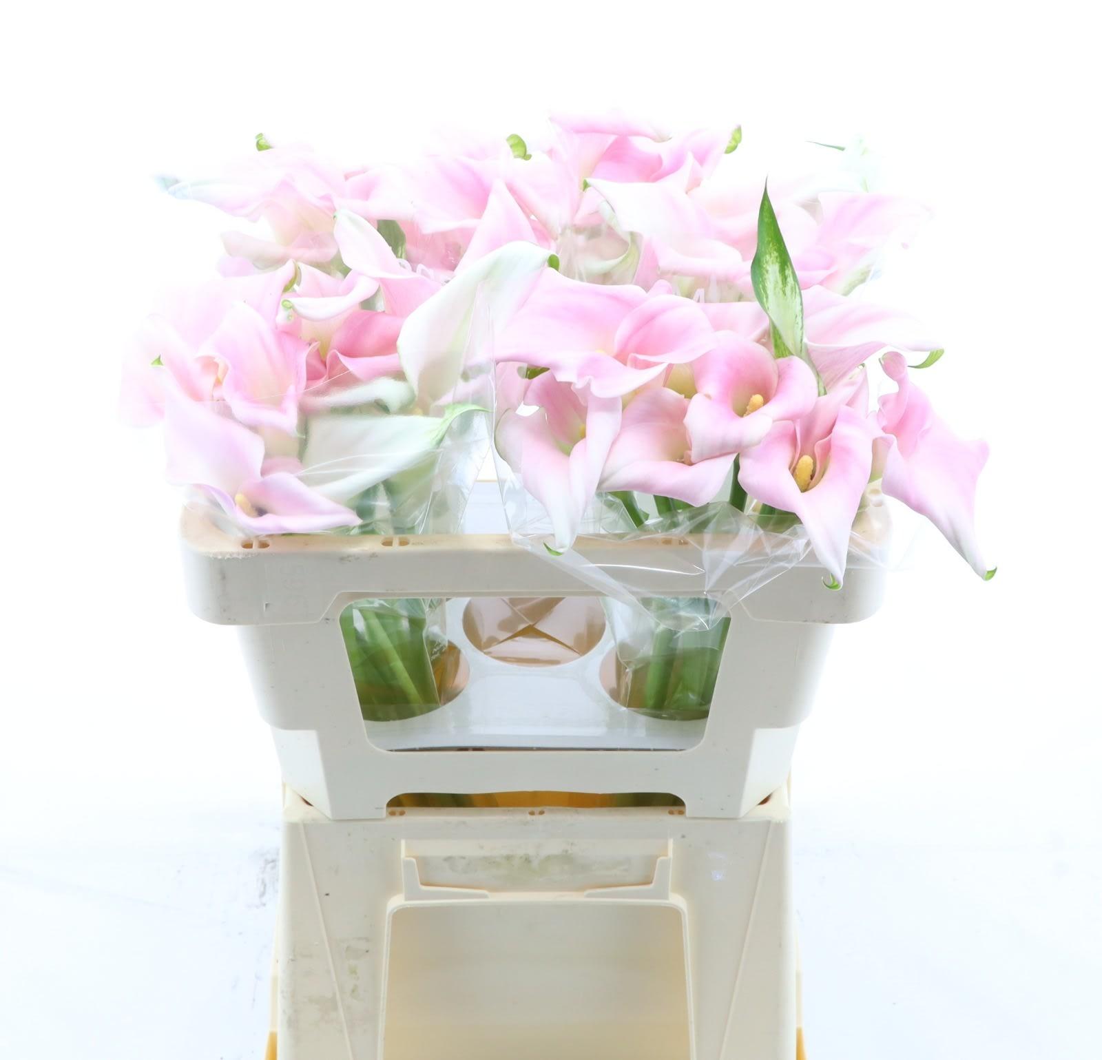 Срезанные цветы оптом Zantedeschia sweet art от 40шт.. из Голландии с доставкой по России