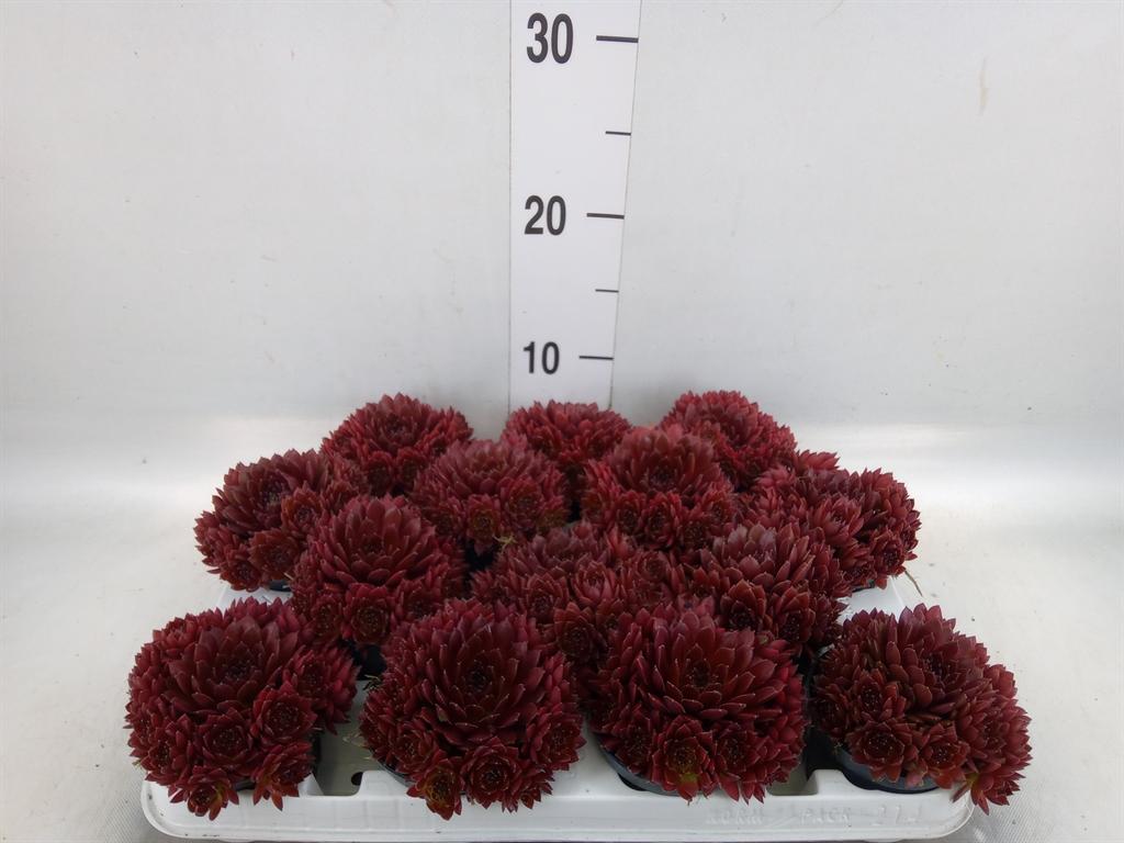 Горшечные цветы и растения оптом Sempervivum   ... от 14шт (для телеги) из Голландии с доставкой по России