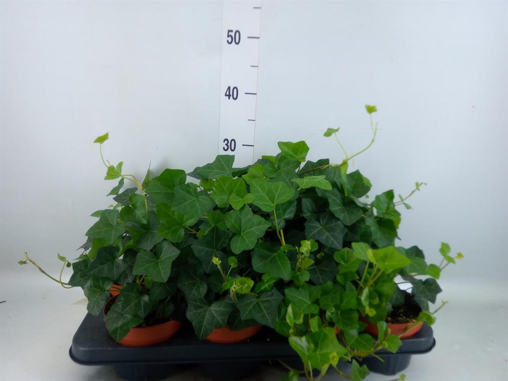 Горшечные цветы и растения оптом Hedera Hibernica от 8шт из Голландии с доставкой по России